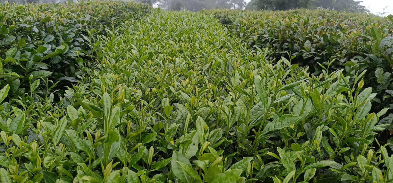 绿茶-毛尖一缕香，一口爽——饮之有道都市生活茶。