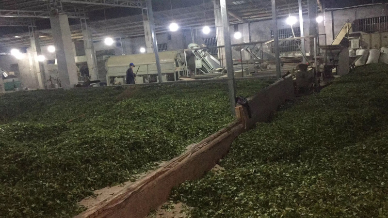 绿茶-毛尖一缕香，一口爽——饮之有道都市生活茶。