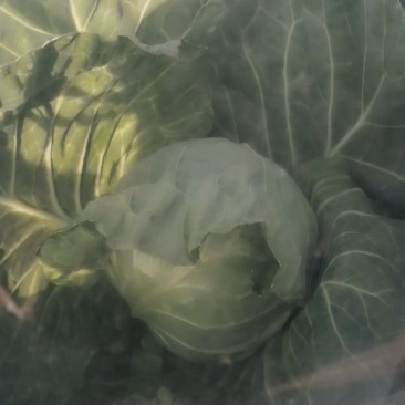 大棚8398大头菜