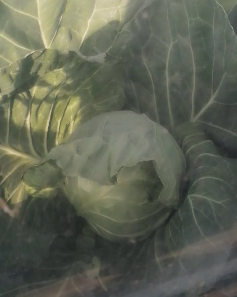 大棚8398大头菜