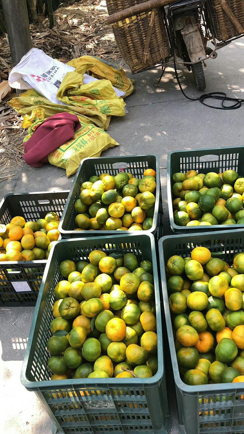 芦柑大量上市产地一手货源，支持各种订单