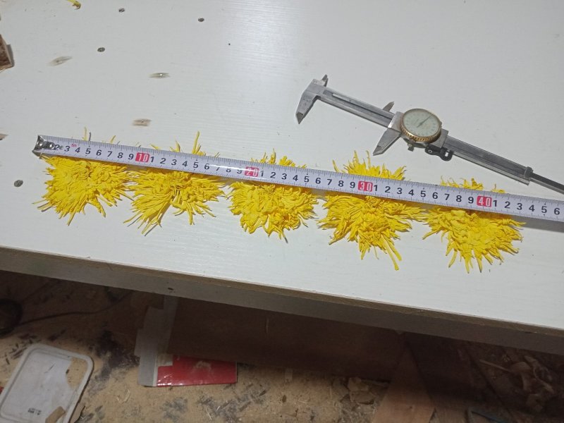 刚刚出炉的金丝皇菊。有需要的联系我。