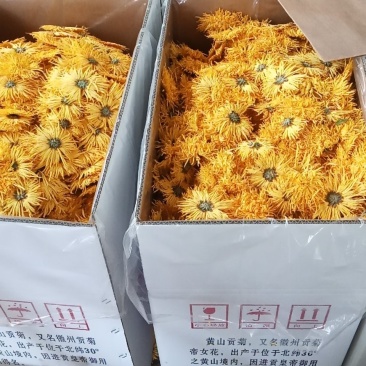 刚刚出炉的金丝皇菊。有需要的联系我。