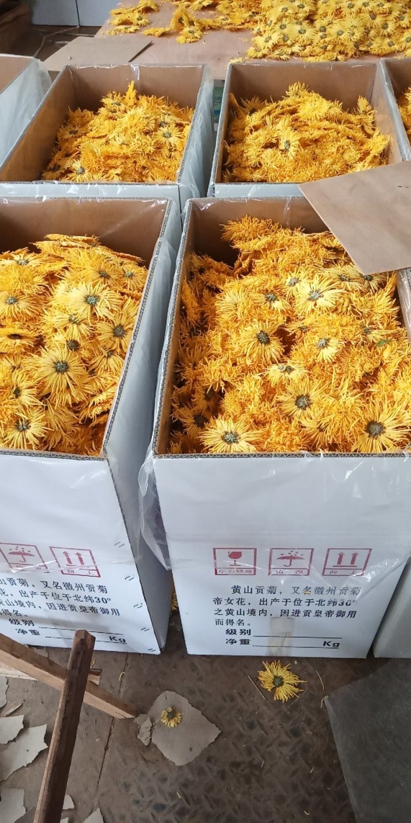 刚刚出炉的金丝皇菊。有需要的联系我。