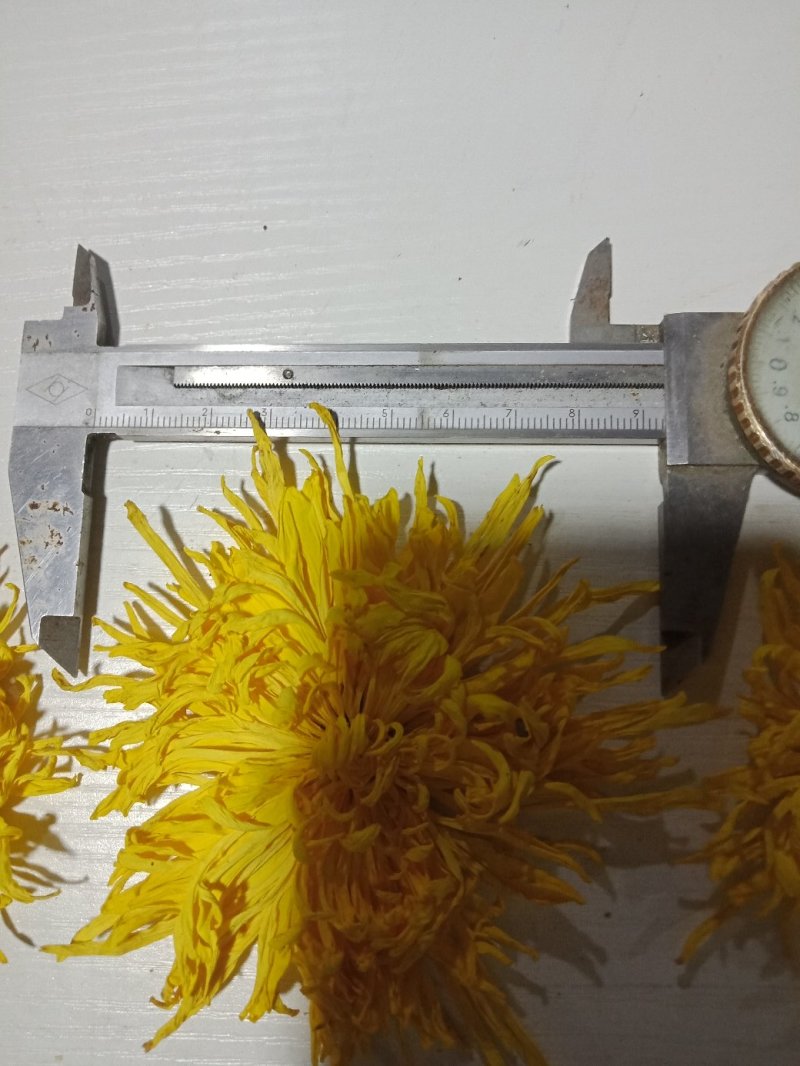 刚刚出炉的金丝皇菊。有需要的联系我。