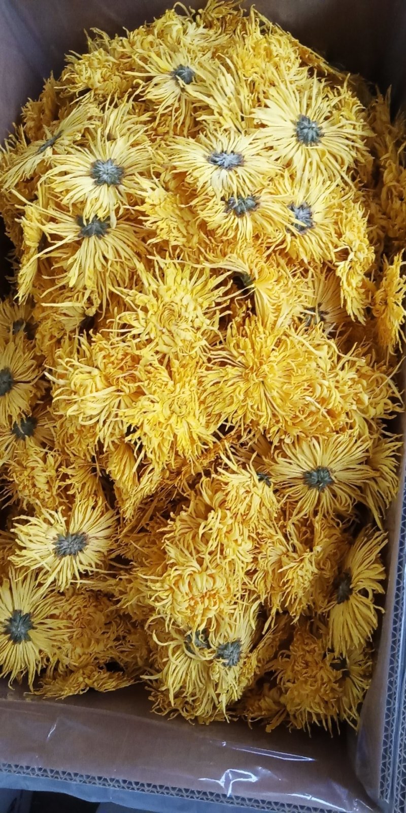 刚刚出炉的金丝皇菊。有需要的联系我。