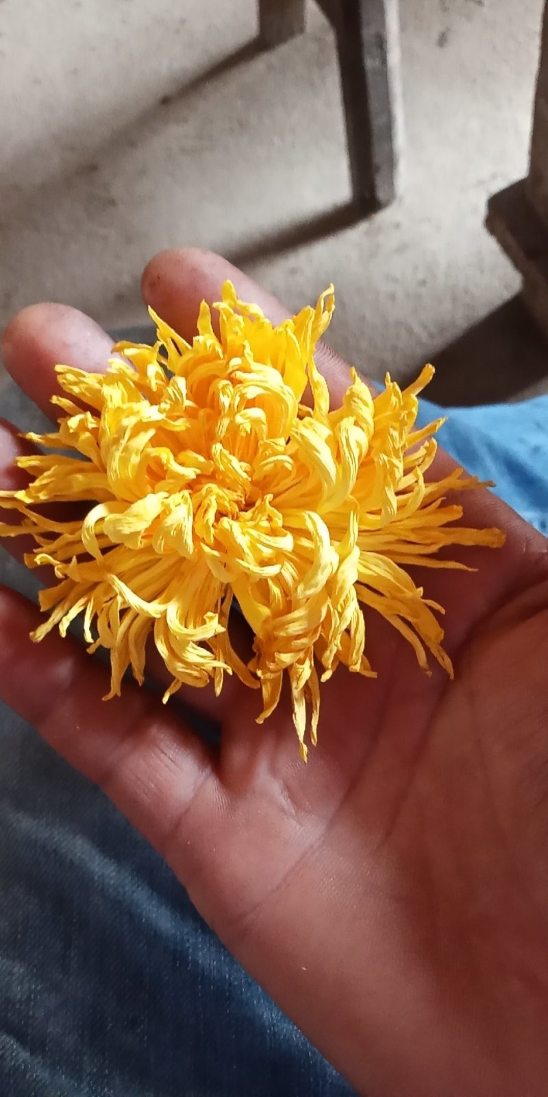 刚刚出炉的金丝皇菊。有需要的联系我。