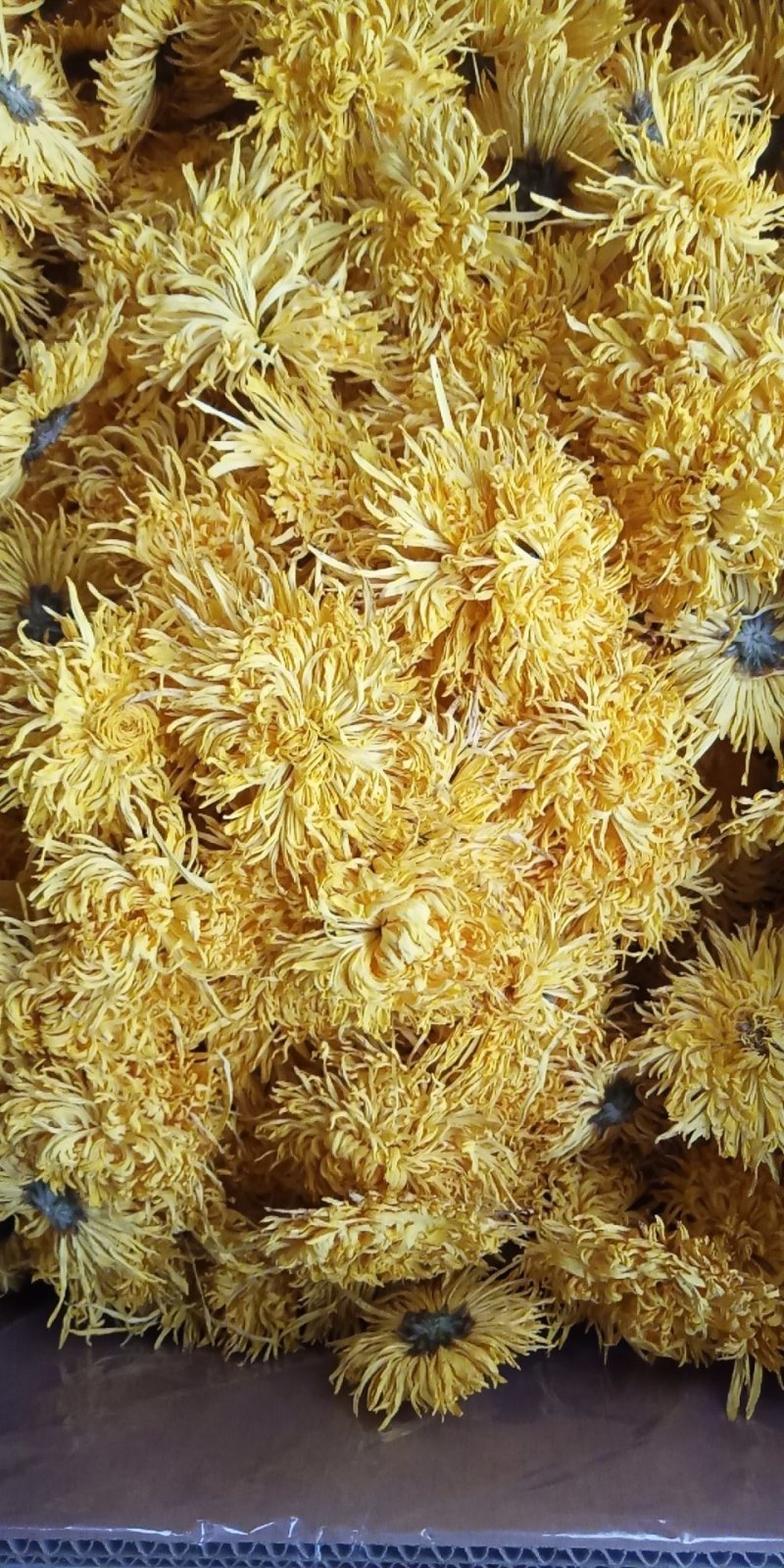刚刚出炉的金丝皇菊。有需要的联系我。