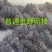 群鸣金蝉卵枝种苗.知了猴卵枝种苗爬叉卵枝种苗