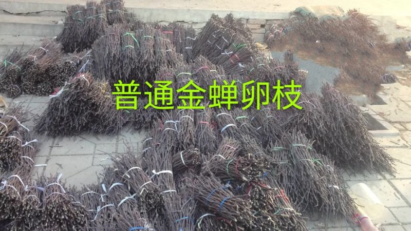 群鸣金蝉卵枝种苗.知了猴卵枝种苗爬叉卵枝种苗