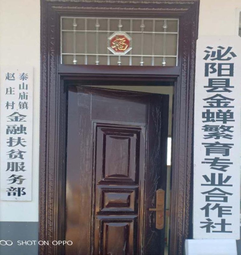 群鸣金蝉卵枝种苗.知了猴卵枝种苗爬叉卵枝种苗