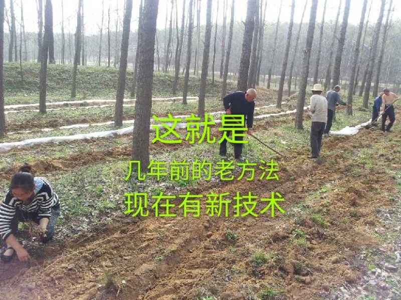 群鸣金蝉卵枝种苗.知了猴卵枝种苗爬叉卵枝种苗