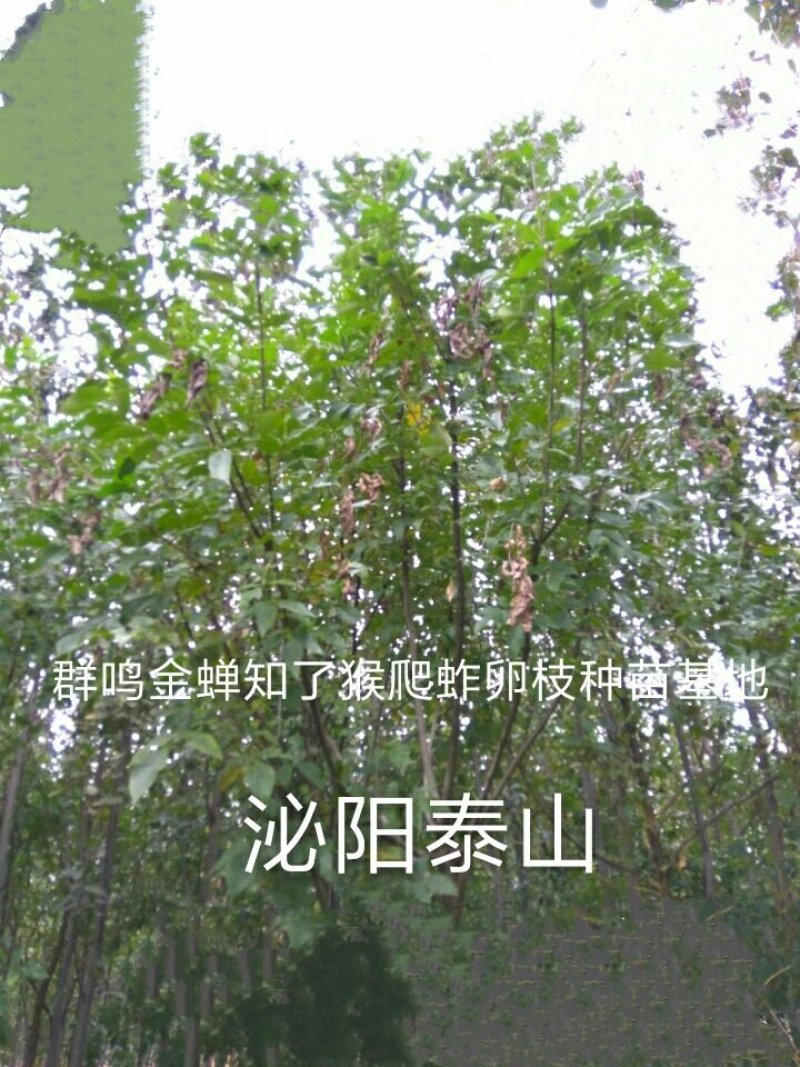 群鸣金蝉卵枝种苗.知了猴卵枝种苗爬叉卵枝种苗