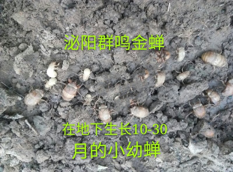 群鸣金蝉卵枝种苗.知了猴卵枝种苗爬叉卵枝种苗
