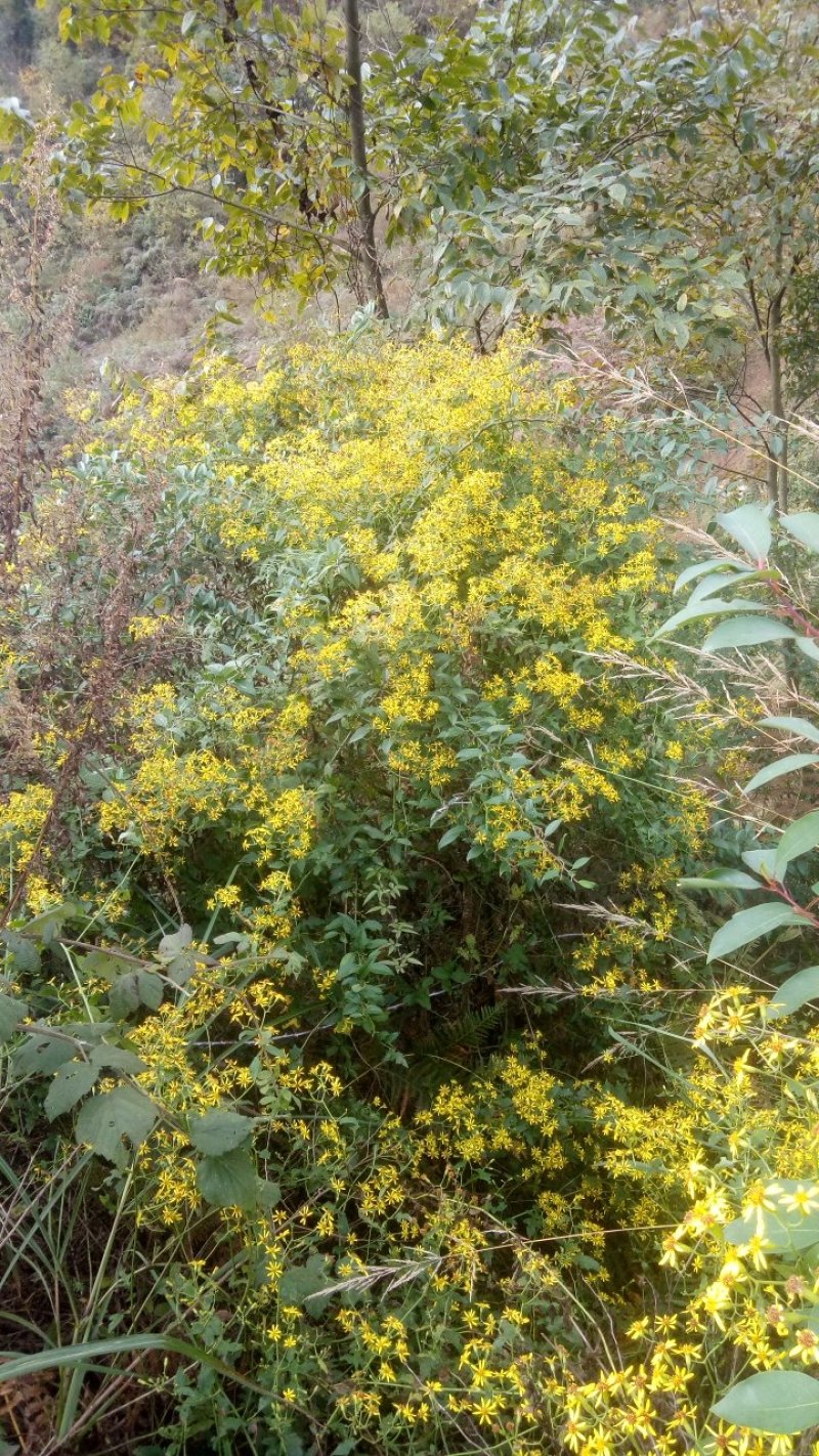 野菊花