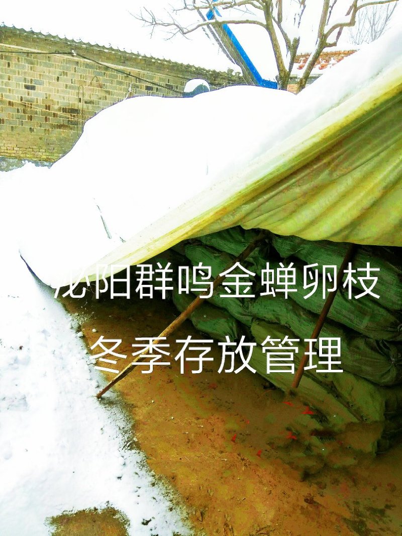 群鸣金蝉卵枝种苗.知了猴卵枝种苗爬叉卵枝种苗