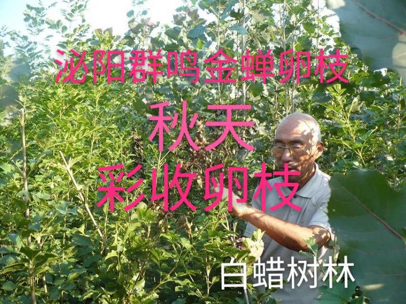 群鸣金蝉卵枝种苗.知了猴卵枝种苗爬叉卵枝种苗