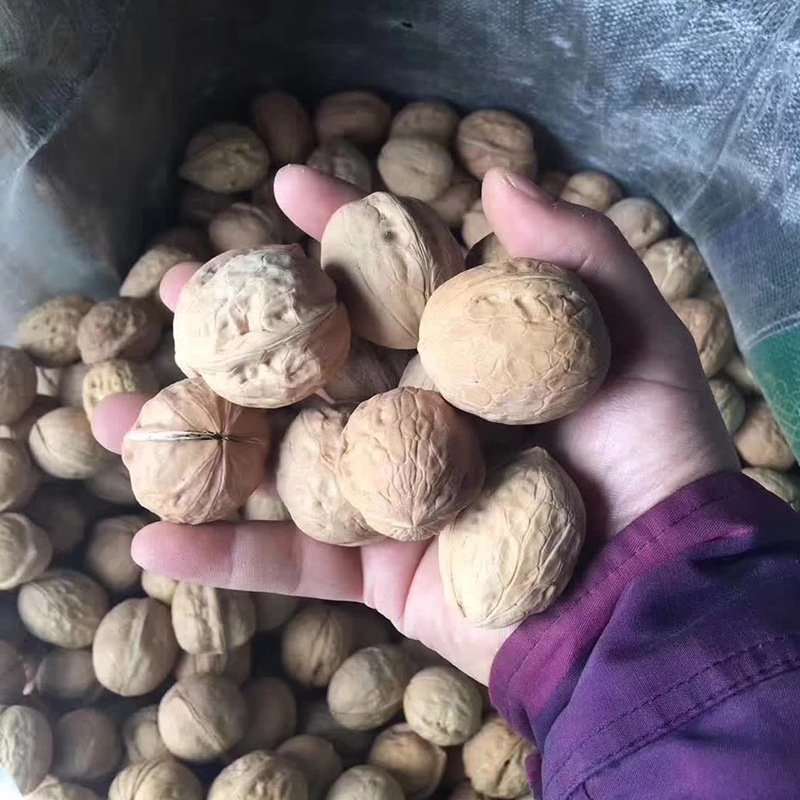 新疆薄皮核桃核桃2020年全新货一件代发全国发