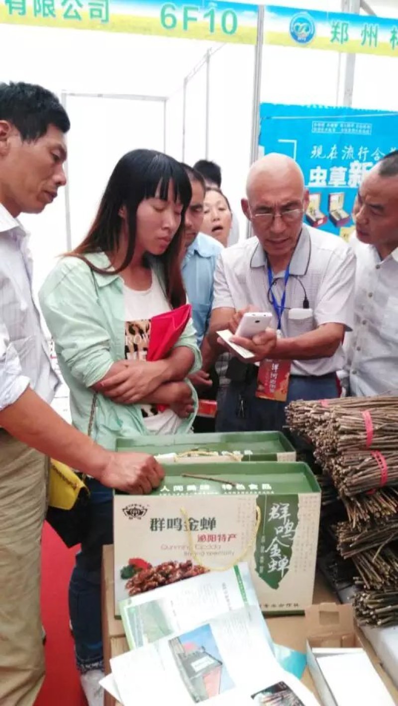 群鸣金蝉卵枝种苗.知了猴卵枝种苗爬叉卵枝种苗