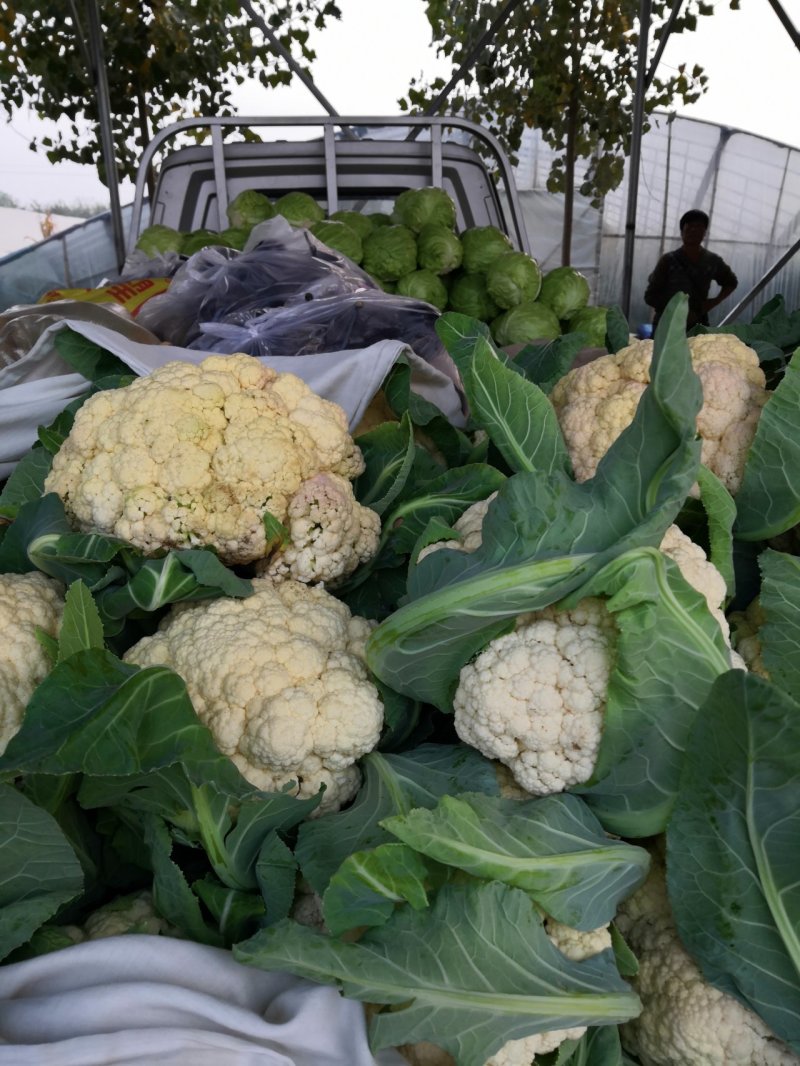 颜色特别白，大量有货，实花，货源充足