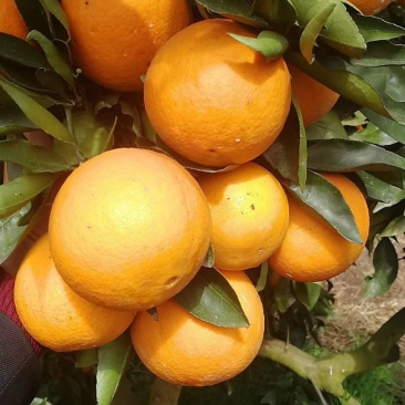 湖南麻阳芷江正宗冰糖橙香甜可口果形好无麻点