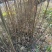 万寿果、俅江枳椇、鸡爪连、金钩梨、拐枣种、臭杞子、鸡爪子
