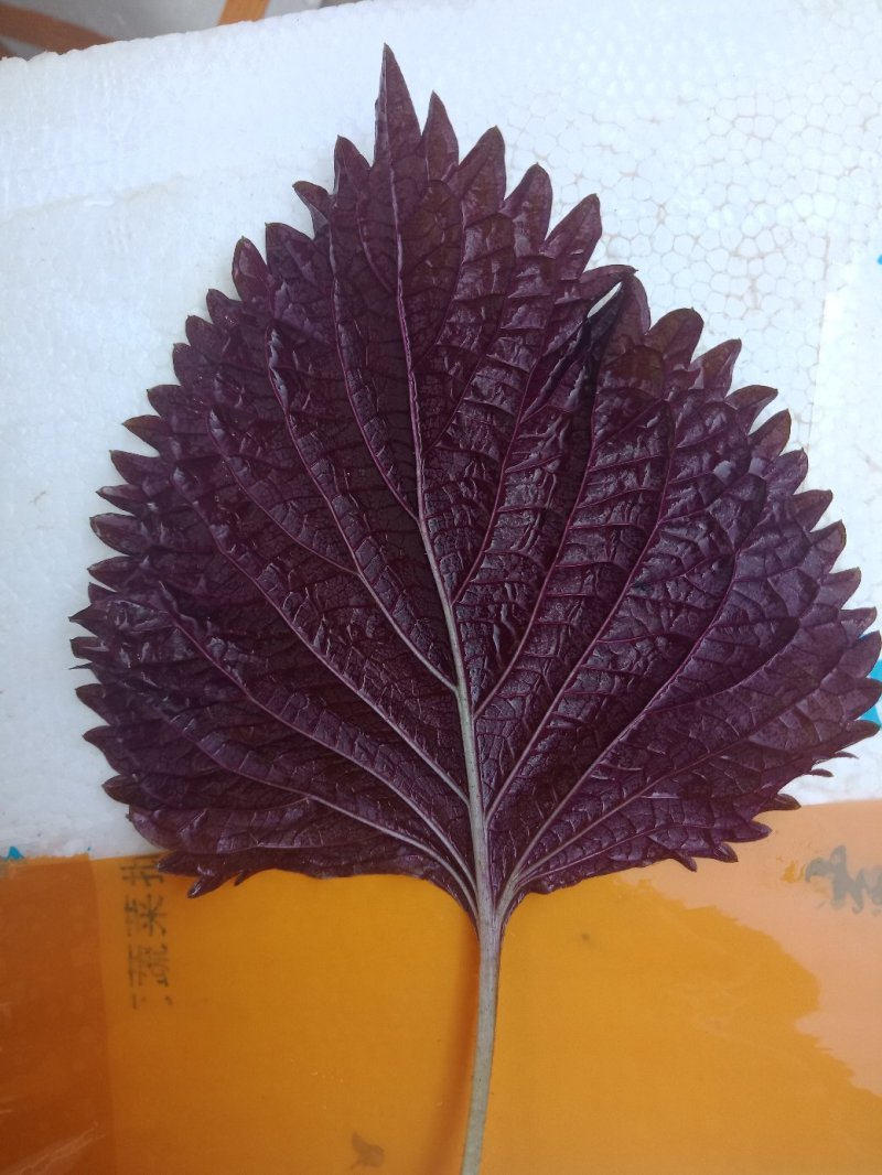 【产地直发】精品紫苏叶，红叶子底新鲜现割，泡沫箱打包！