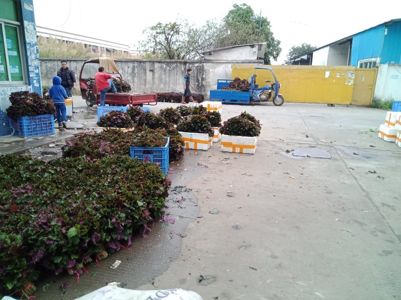 【产地直发】精品紫苏叶，红叶子底新鲜现割，泡沫箱打包！