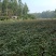【产地直发】精品紫苏叶，红叶子底新鲜现割，泡沫箱打包！
