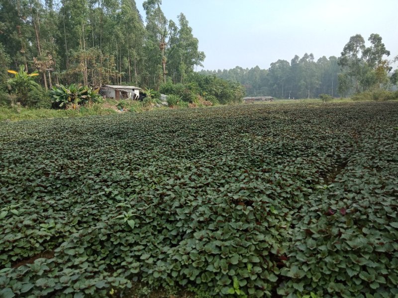 【产地直发】精品紫苏叶，红叶子底新鲜现割，泡沫箱打包！