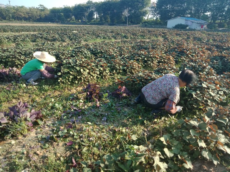 【产地直发】精品紫苏叶，红叶子底新鲜现割，泡沫箱打包！
