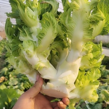 儿菜