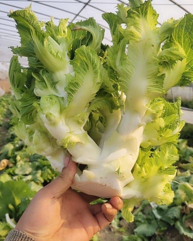 儿菜