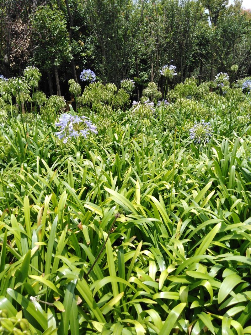 百子莲
