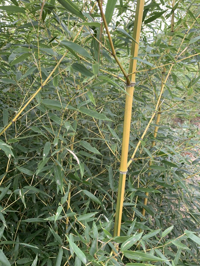 金镶玉竹品种优良货源充足