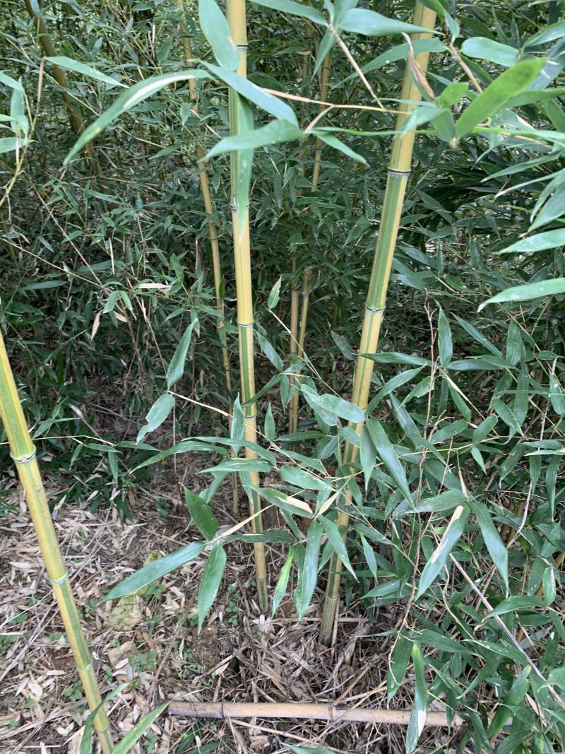 金镶玉竹品种优良货源充足