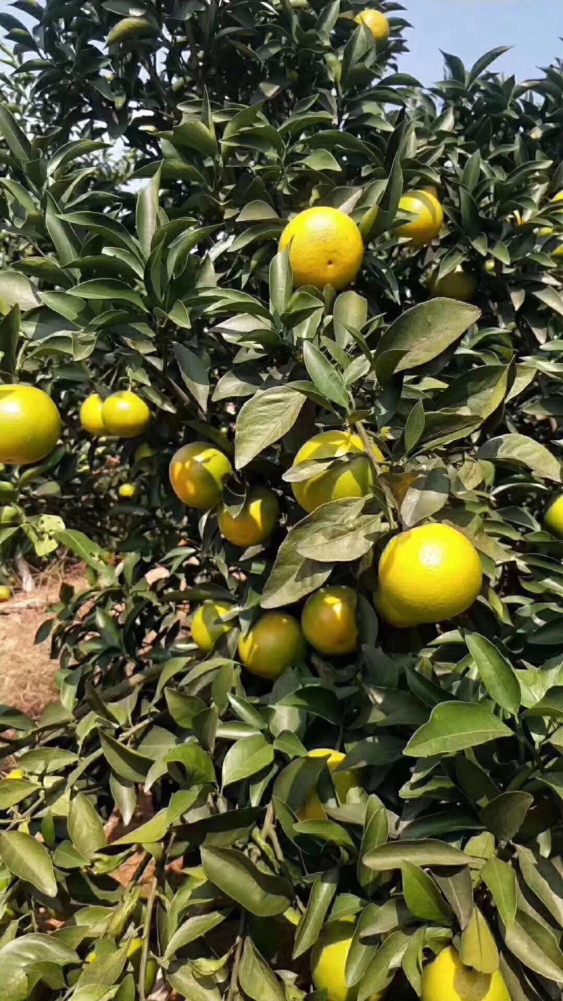 红江澄，大把货源欢迎来电订购