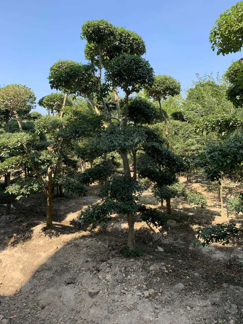 小叶贞造型基地500亩大量供应