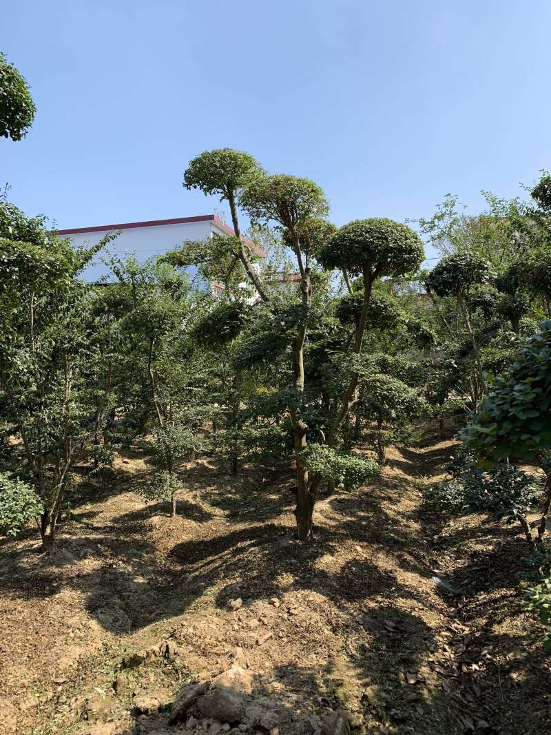 小叶贞造型基地500亩大量供应