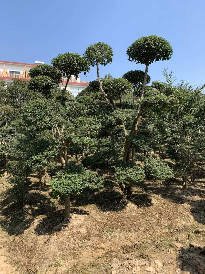 小叶贞造型基地500亩大量供应