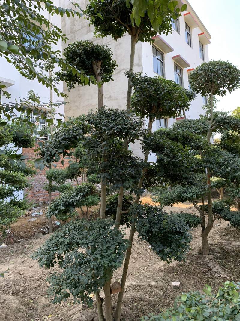 小叶贞造型基地500亩大量供应