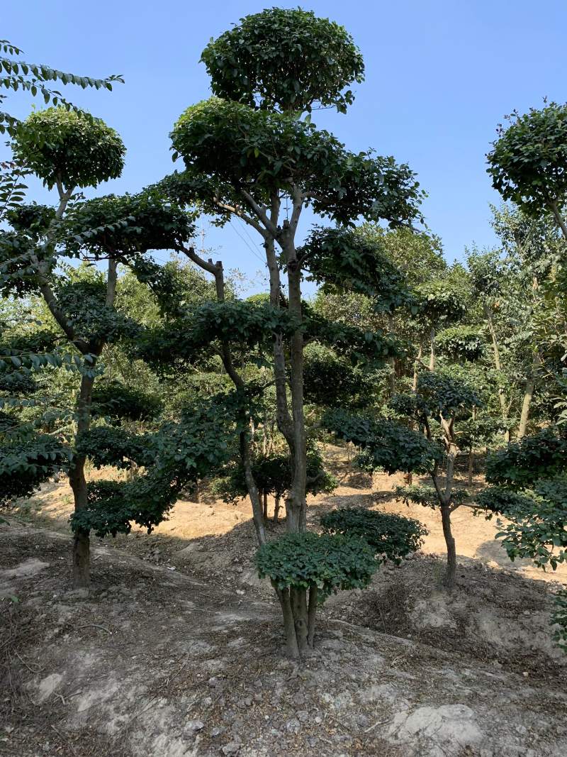 小叶贞造型基地500亩大量供应