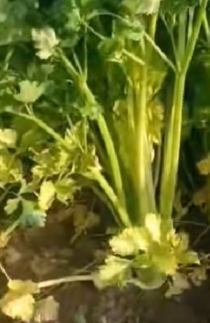 芹菜