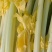 芹菜