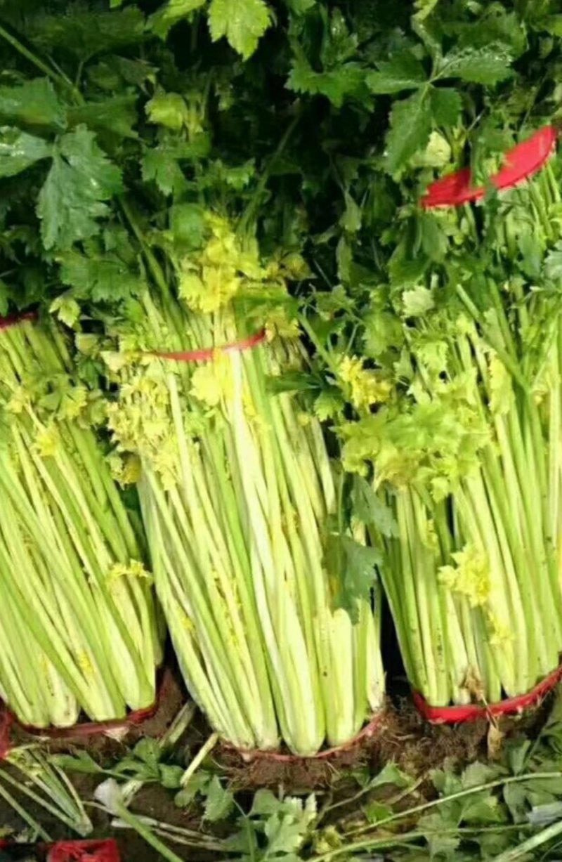 芹菜