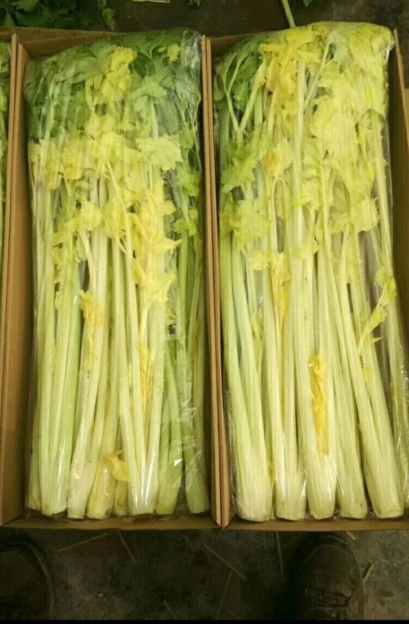 芹菜