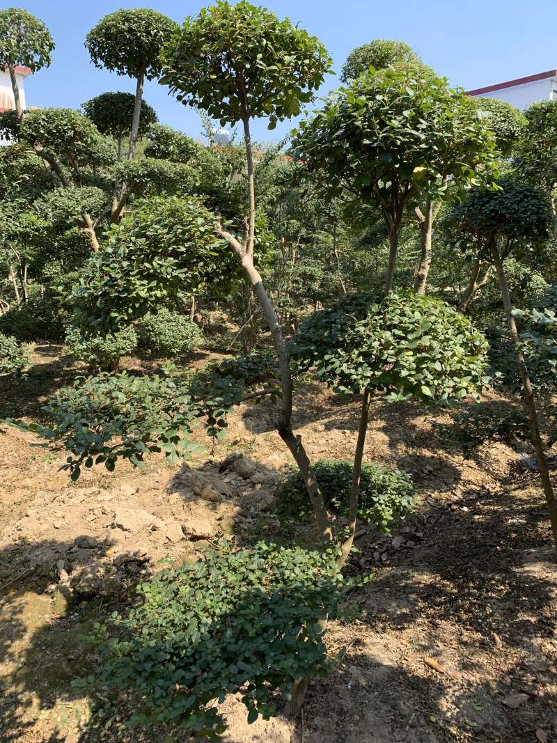 小叶女贞造7个云片以上基地直供