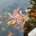 花鲢鱼苗0.5一3斤