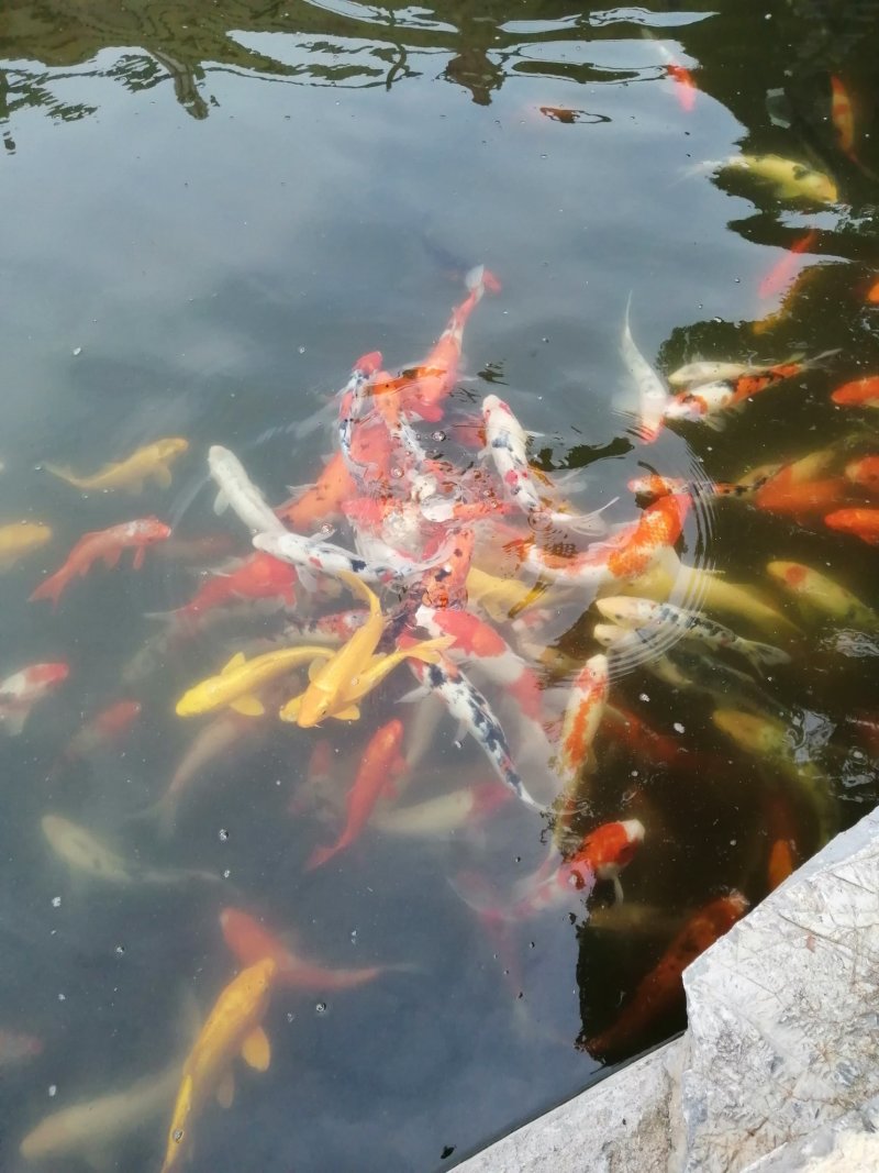 花鲢鱼苗0.5一3斤