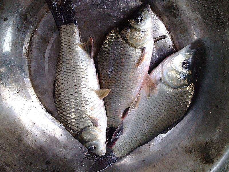 花鲢鱼苗0.5一3斤
